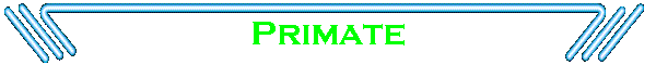 Primate