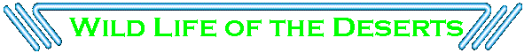 Wild Life of the Deserts