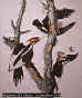 Clik here to more information about Ivory-Billed Woodpecker (Klik untuk mengetahui lebih lanjut tentang burung jenis ini)