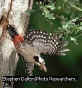 Clik here to more information about Syrian Woodpecker (Klik untuk mengetahui lebih lanjut tentang burung jenis ini)