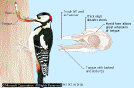 Clik here to more information about Woodpecker Feeding (Klik untuk mengetahui lebih lanjut tentang burung jenis ini)