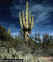 Clik here to more information about Saguaro Cactus (Klik untuk mengetahui lebih lanjut tentang kaktus jenis ini)