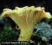 Clik here to more information about Chanterelle (Klik untuk mengetahui lebih lanjut tentang cendawan jenis ini)