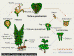 Clik here to more information about Life Cycle of a Fern (Klik untuk mengetahui lebih lanjut)