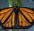 Clik here to more information about Manarch Butterfly (Klik untuk mengetahui lebih lanjut tentang rama-rama jenis ini)