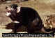 Clik here to more information about Tasmanian Devil (Klik untuk mengetahui lebih lanjut tentang haiwan ini)