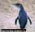 Clik here to more information about this picture (Klik untuk mengetahui lebih lanjut tentang penguin jenis ini)