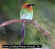 Clik here to more information about Broad-Billed Motmot (Klik untuk mengetahui lebih lanjut)